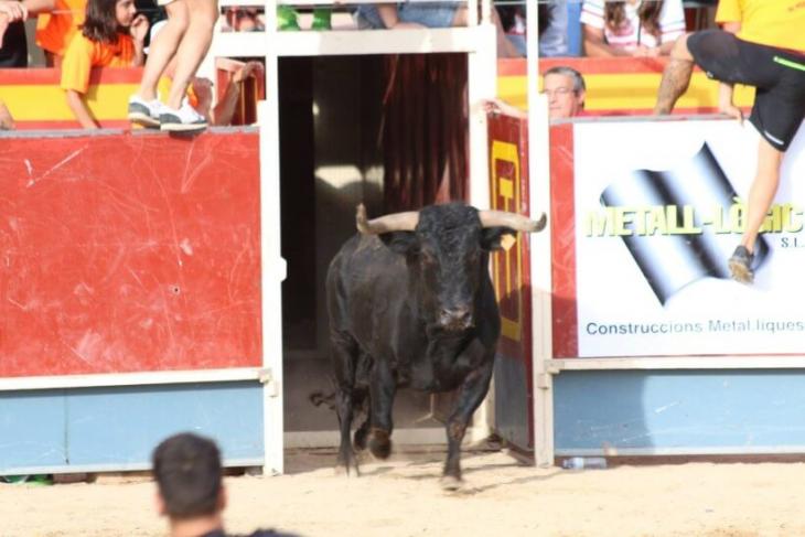 Всем известно, что в Каталонии запрещена коррида…но разрешена другая забава с быками – корребус или энсьерро!